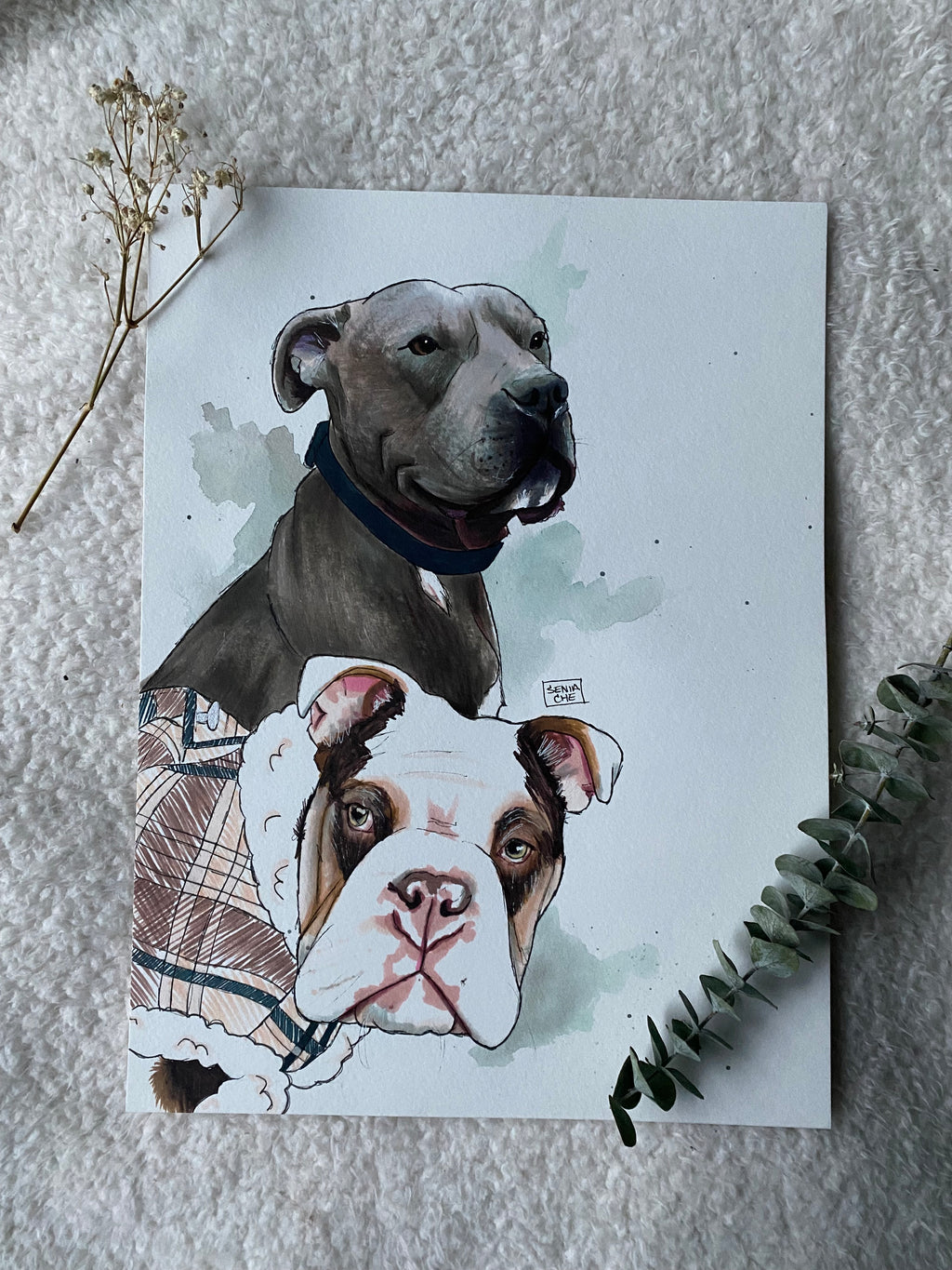 Pet Portrait