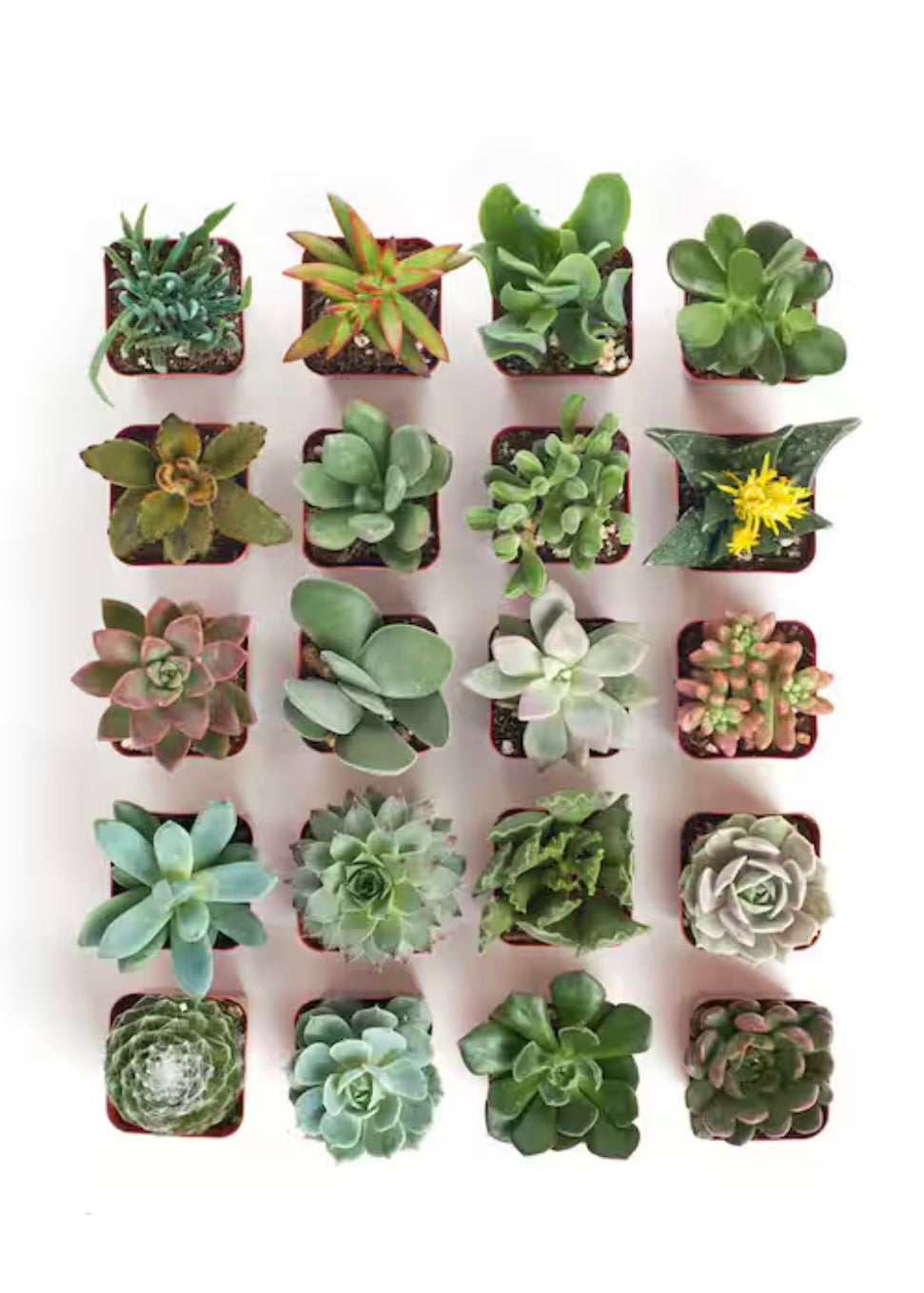 Galentine’s Day Plant & Sip