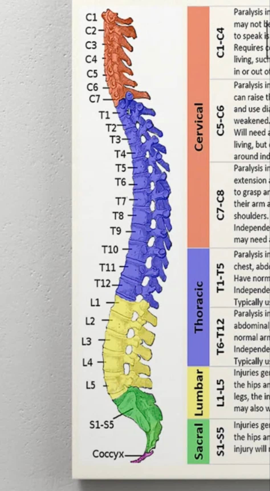 Love your Spine: A Chiropractic Valentine